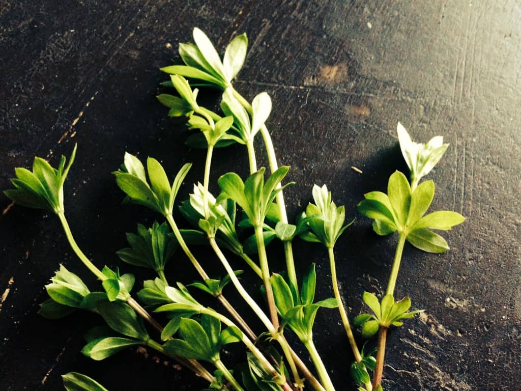 Denne urt er en skovmærke. Den vokser fra nu af og over hele sommeren. Senere får den små hvide blomster på. Brug den frisk eller tørret. Eller blend en håndfuld med en god håndfuld sukker og få skovmærkesukker, som du kan drysse på kager, pandekager, blande med lidt hvidvin eller æblemost og cider for en frisk forårsdrik.